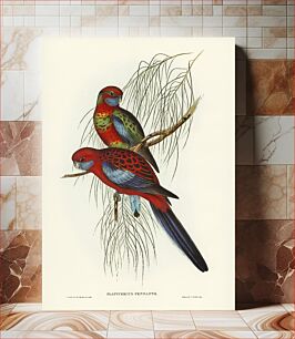 Πίνακας, Pennant's Parakeet (Platycercus Pennantii) illustrated by Elizabeth Gould (1804–1841) for John Gould&rsq