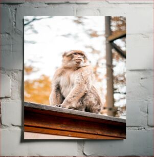 Πίνακας, Pensive Monkey on a Roof Συλλογισμένος πίθηκος σε στέγη