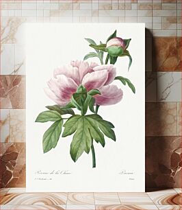 Πίνακας, Peony by Pierre-Joseph Redouté (1759–1840)