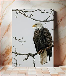 Πίνακας, Perched Bald Eagle Σκαρφαλωμένος Φαλακρός Αετός