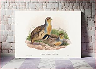 Πίνακας, Perdix barbata; Daurian Partridge (1804–1902) by John Gould and Henry Constantine Richter