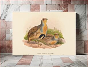 Πίνακας, Perdix barbata (Daurian Partridge) by John Gould (1804–1881) and Henry Constantine Richter (1821-1902)