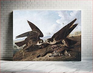 Πίνακας, Peregrine Falcons (Duck Hawks) (ca. 1827) by John James Audubon