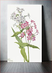 Πίνακας, Perennial Phlox (Phlox paniculata) (1934) by Mary Vaux Walcott