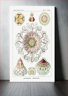 Πίνακας, Peromedusae–Talchenquallen from Kunstformen der Natur (1904) by Ernst Haeckel