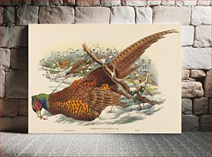 Πίνακας, Phasianus colchicus (Ring-necked Pheasant) by John Gould (1804–1881) and William Matthew Hart (1830-1908)