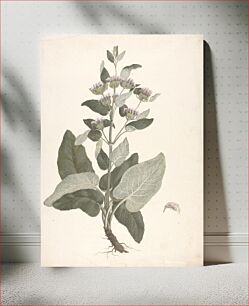 Πίνακας, Phlomis herba-venti L. : finished drawing