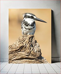 Πίνακας, Pied Kingfisher on Tree Stump Παρδαλή αλκυόνα στο κούτσουρο δέντρου