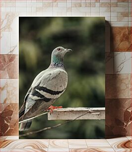 Πίνακας, Pigeon Perched on Ledge Περιστέρι σκαρφαλωμένο στο περβάζι