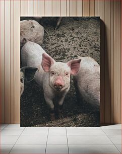 Πίνακας, Piglets on a Farm Γουρουνάκια σε φάρμα