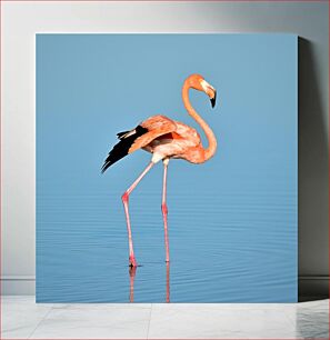 Πίνακας, Pink Flamingo on Water Ροζ Φλαμίνγκο στο νερό