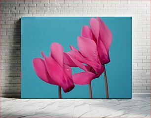 Πίνακας, Pink Flowers against Blue Background Ροζ λουλούδια σε μπλε φόντο