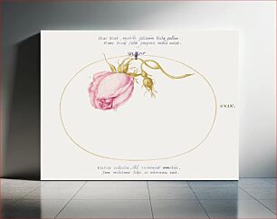 Πίνακας, Pink Rose and Rosebud (1575–1580) by Joris Hoefnagel