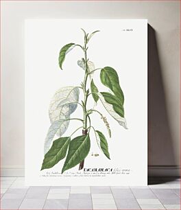 Πίνακας, Plantae Selectae: No. 46–Tacamahaca or Balsam Poplar by Georg Dionysius Ehret