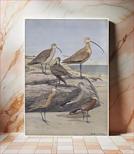 Πίνακας, Plate 29: Hudsonian Curlew, Long-billed Curlew, Eskimo Curlew, Marbled Godwit, Hudsonian Godwit by Louis Agassiz Fuertes