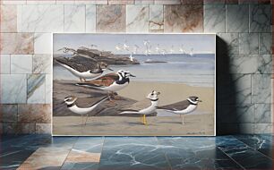 Πίνακας, Plate 33: Ruddy Turnstone, Wilson's Plover, Piping Plover, Semipalmated Plover by Louis Agassiz Fuertes