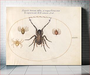 Πίνακας, Plate 34: Four Spiders (c. 1575-1580) by Joris Hoefnagel