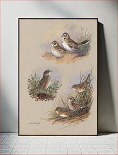 Πίνακας, Plate 69: Lark Sparrow, Seaside Sparrow, Sharp-tailed Sparrow, Acadian Sharp-tailed Sparrow, Nelson's Sparrow by Allan Brooks