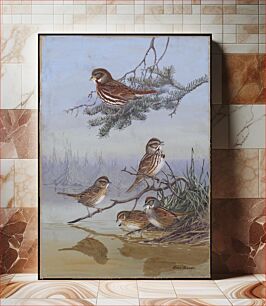 Πίνακας, Plate 72: Fox Sparrow, Song Sparrow, Lincoln's Sparrow, Swamp Sparrow by Allan Brooks