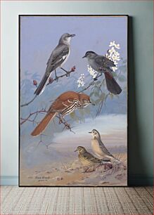 Πίνακας, Plate 88: Mockingbird, Catbird, Brown Thrasher, Pipit by Allan Brooks