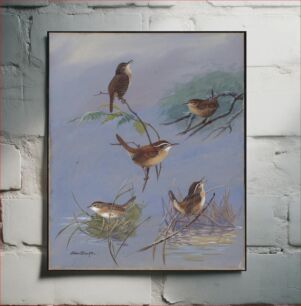 Πίνακας, Plate 89: House Wren, Winter Wren, Carolina Wren, Short-billed Marsh Wren, Long-billed Marsh Wren by Allan Brooks