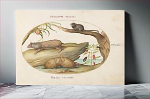 Πίνακας, Plate XLI: Animalia Qvadrvpedia et Reptilia (c. 1575-1580) by Joris Hoefnagel