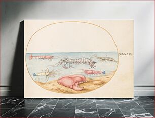 Πίνακας, Plate XLIX: Animalia Aqvatilia et Cochiliata (c. 1575-1580) by Joris Hoefnagel