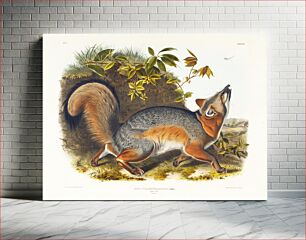 Πίνακας, Plate XXI. no. 5; grey fox, 5/7 natural size