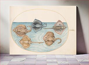 Πίνακας, Plate XXIX: Animalia Aqvatilia et Cochiliata (c. 1575-1580) by Joris Hoefnagel