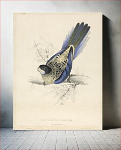 Πίνακας, Platycercus Brownii, Brown's Parrakeet (1832) by Edward Lear