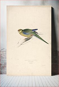 Πίνακας, Platycercus Stanley II, Stanley Parrakeet (1832) by Edward Lear