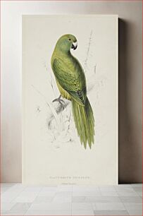 Πίνακας, Platycercus unicolor. Uniform parakeet (1830–1832) by Edward Lear