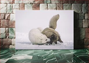 Πίνακας, Playful Arctic Foxes in Snow Παιχνιδιάρικες αλεπούδες της Αρκτικής στο χιόνι