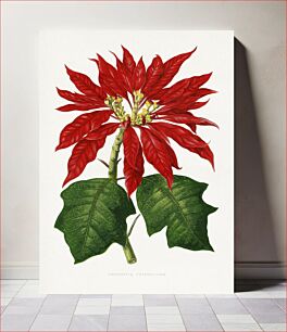 Πίνακας, Poinsettia Pulcherrima leaf illustration