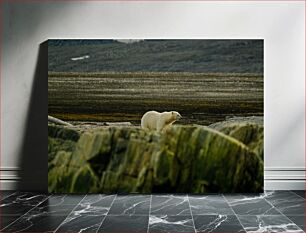 Πίνακας, Polar Bear in Natural Habitat Πολική αρκούδα σε φυσικό βιότοπο