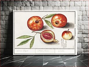 Πίνακας, Pomegranate, Punica granatum (1596–1610) by Anselmus Boëtius de Boodt