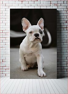 Πίνακας, Portrait of a French Bulldog Πορτρέτο ενός γαλλικού μπουλντόγκ