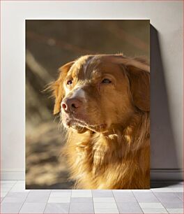 Πίνακας, Portrait of a Golden Dog Πορτρέτο ενός χρυσού σκύλου