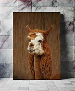 Πίνακας, Portrait of a Llama Πορτρέτο ενός Λάμα