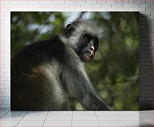 Πίνακας, Portrait of a Monkey Πορτρέτο ενός πιθήκου