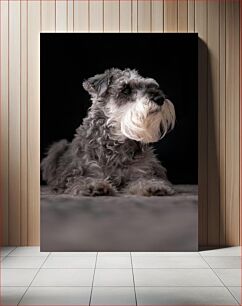 Πίνακας, Portrait of a Schnauzer Πορτρέτο ενός Schnauzer