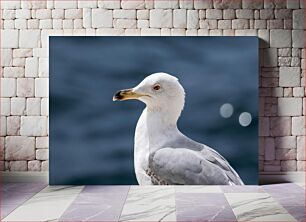 Πίνακας, Portrait of a Seagull Πορτρέτο ενός γλάρου