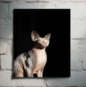 Πίνακας, Portrait of a Sphynx Cat Πορτρέτο μιας γάτας Sphynx