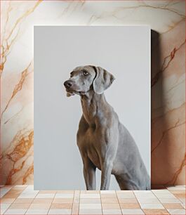 Πίνακας, Portrait of a Weimaraner Πορτρέτο ενός Weimaraner