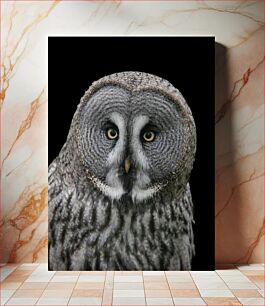 Πίνακας, Portrait of an Owl Πορτρέτο μιας κουκουβάγιας