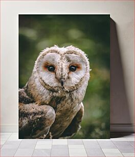 Πίνακας, Portrait of an Owl Πορτρέτο μιας κουκουβάγιας