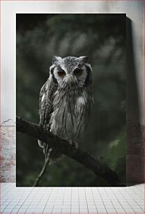 Πίνακας, Portrait of an Owl Πορτρέτο μιας κουκουβάγιας