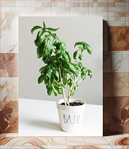 Πίνακας, Potted Basil Plant Φυτό βασιλικού σε γλάστρα