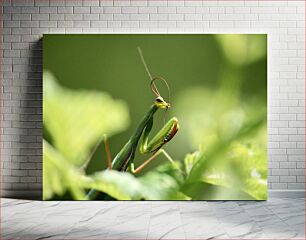 Πίνακας, Praying Mantis in Greenery Praying Mantis in Greenery