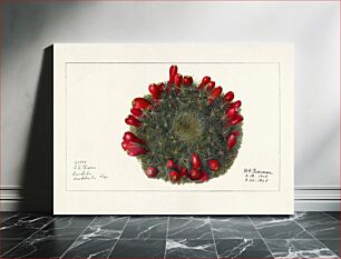 Πίνακας, Prickly Pear (Opuntia)(1908) by Deborah Griscom Passmore